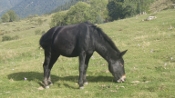 infos-ane-des-pyrenees-locations-anes-ou-poneys-pour-balade-louer-apparts-montagne