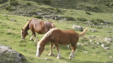 chevaux-paturage-pyrenees-locations-100-pour-100-nature-louer-pres-marcadau-cheval-en-liberte
